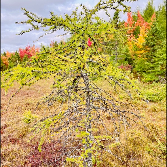 Meet your Posher, G - Picture 1 of 1